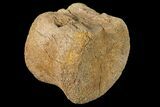 Fossil Hadrosaur Vertebra - Alberta (Disposition #-) #134509-1